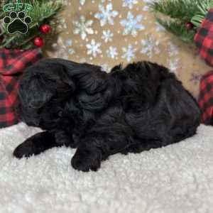 Licorice, Shih-Poo Puppy